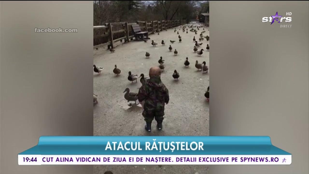 Un băieţel  este alergat de o "armata de răţuşte"