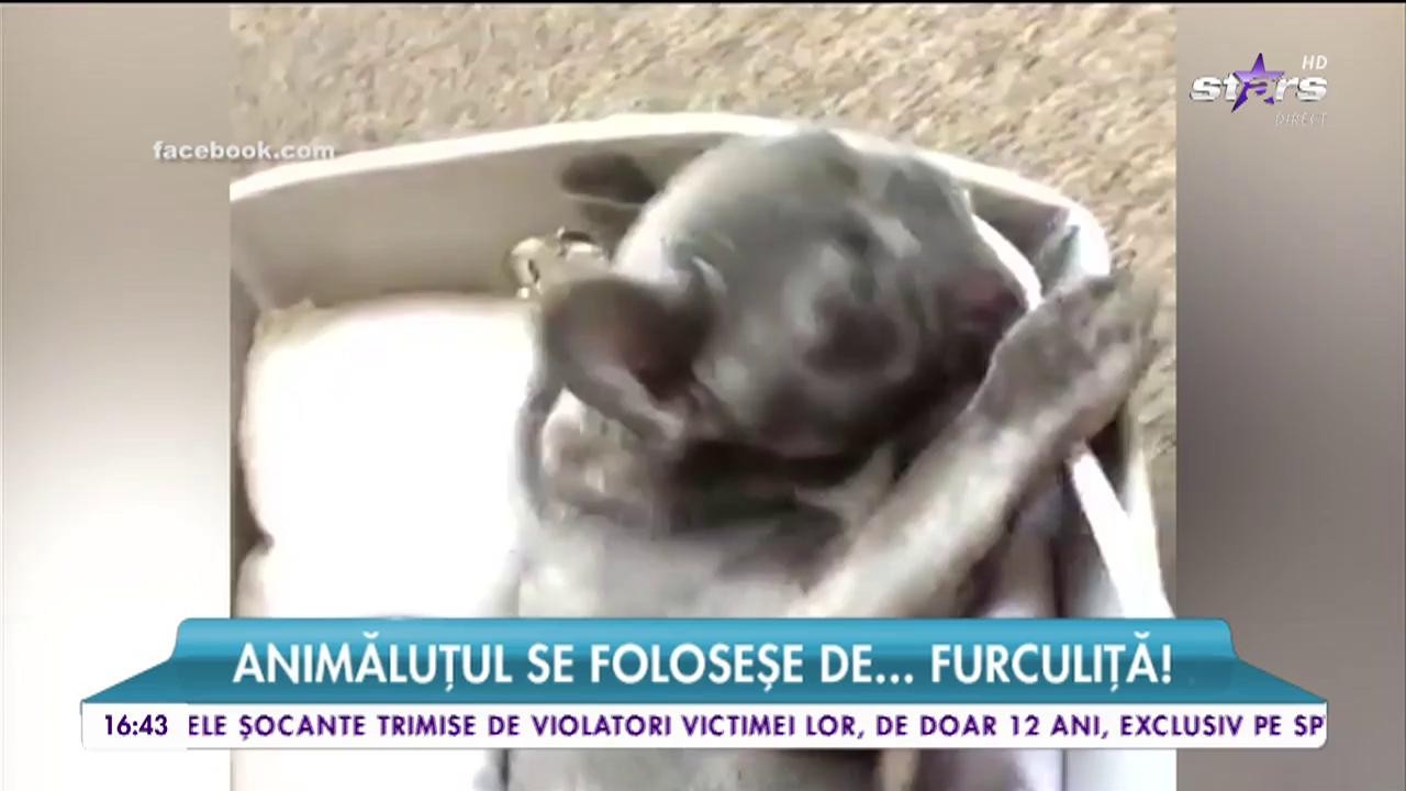 Un c&acirc;ine cu bune maniere! Animăluţul se foloseşe de... furculiţă!