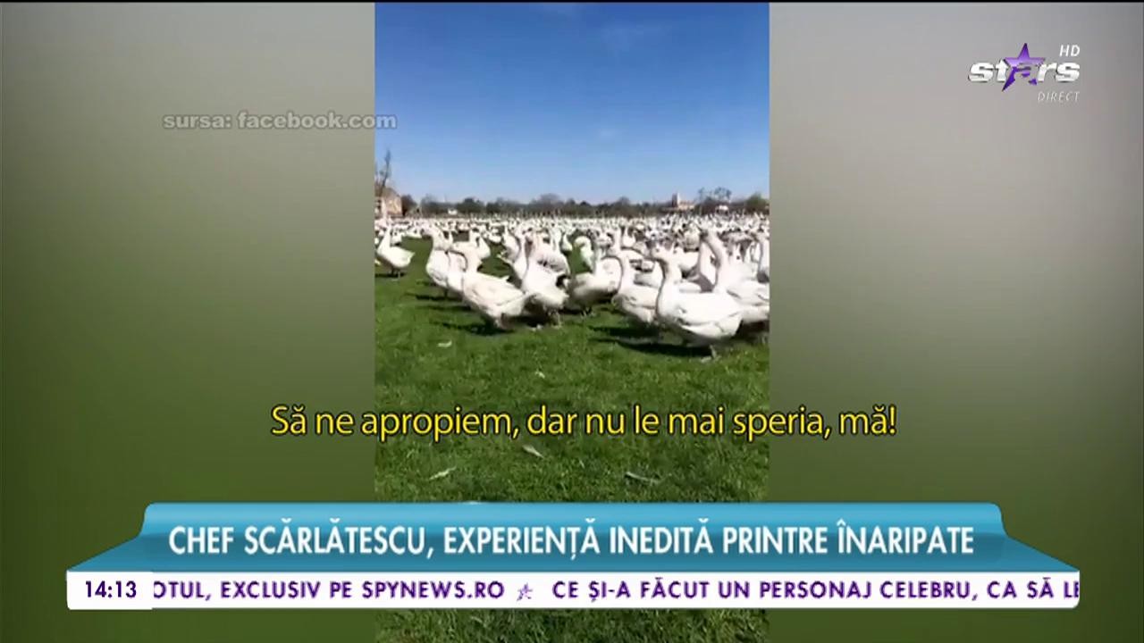 Chef Scărlătescu, experienţă inedită printre &icirc;naripate! Celebrul bucătar, &icirc;n vizită la cea mai tare fermă de g&acirc;şte!