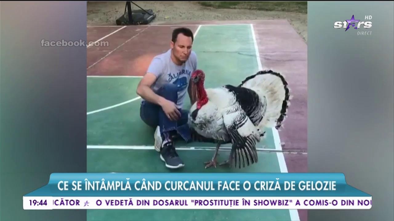 Ce se &icirc;nt&acirc;mplă c&acirc;nd curcanul face o criză de gelozie