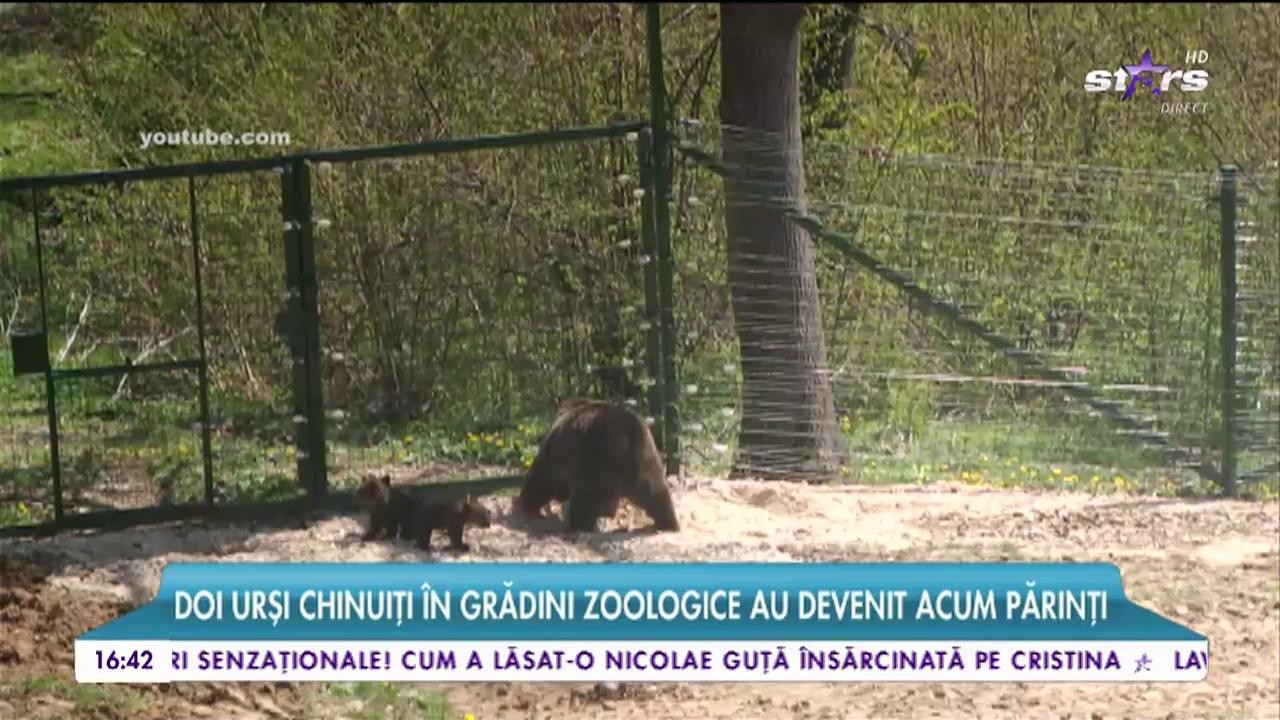 Primii ursuleţi născuţi &icirc;n rezervaţia de la Zărneşti! Doi urşi chinuiţi &icirc;n grădini zoologice au devenit acum părinţi