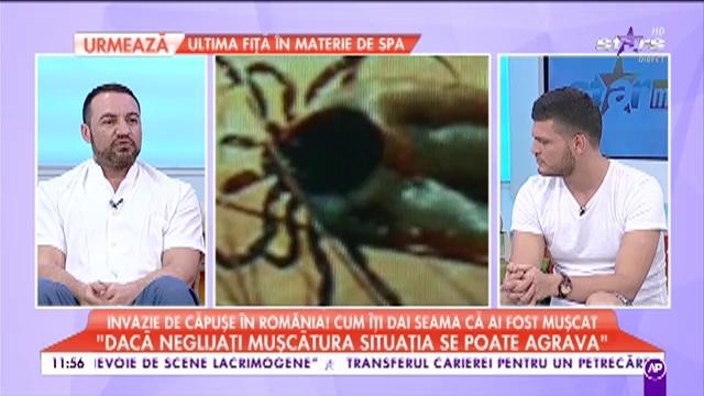 Invazie de căpușe &icirc;n Rom&acirc;nia. Cum poți să &icirc;ți dai seama că ai fost mușcat de aceste insecte parazitare
