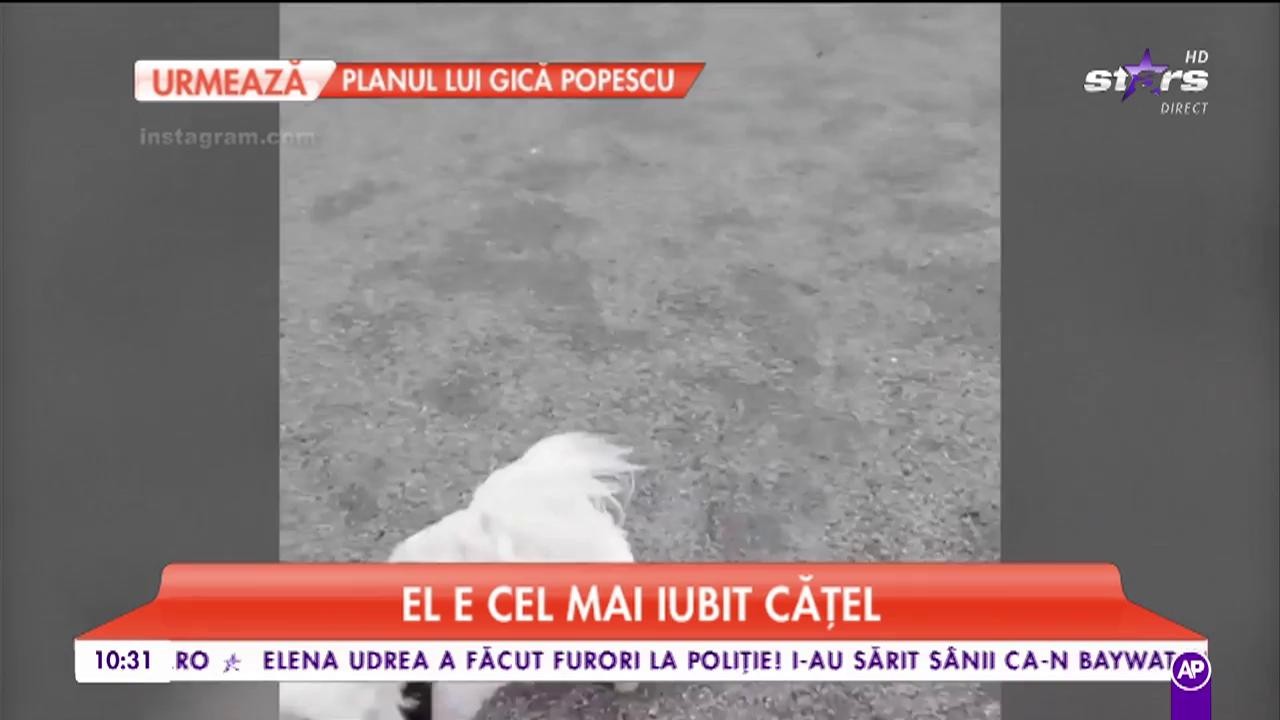 Un căţel, &icirc;n război cu Justin Timberlake!