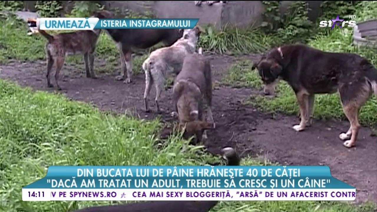 Din bucata lui de p&acirc;ine hrăneşte 40 de căţei
