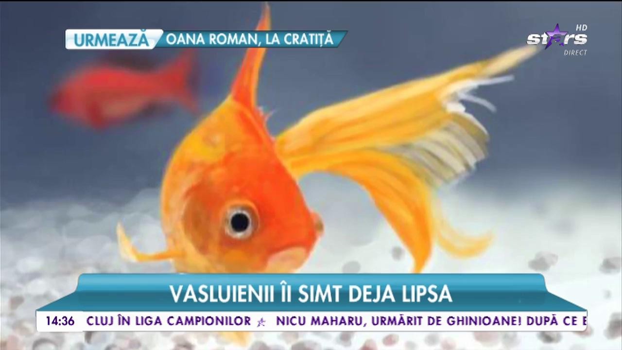 Peştişorul dintr-o f&acirc;nt&acirc;nă arteziană, dispărut fără urmă