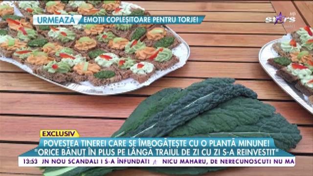 Cultivă o plantă miraculoasă şi se &icirc;mbogăţeşte!