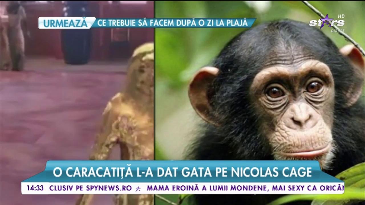 Vedetele cu cele mai surprinzătoare animale