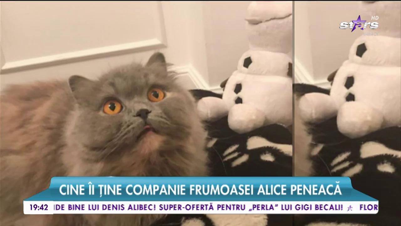 Ce &icirc;şi mai răsfaţă Alice Peneacă pisica!