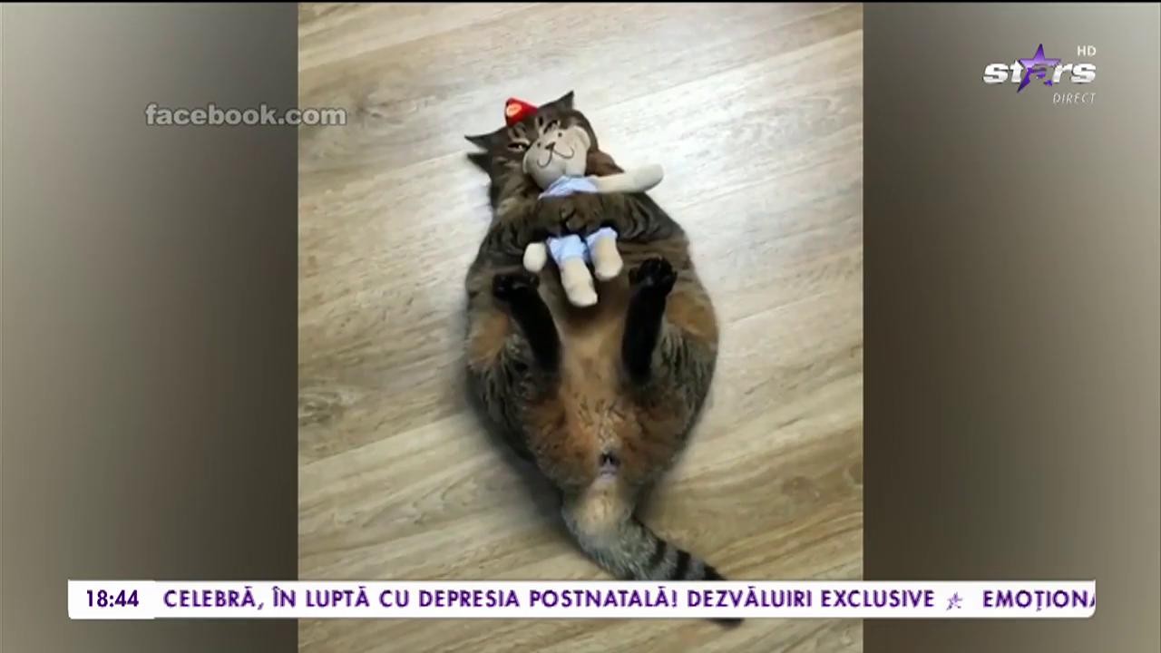 Prietenie inedită &icirc;ntre o pisică și un ursuleț de pluș