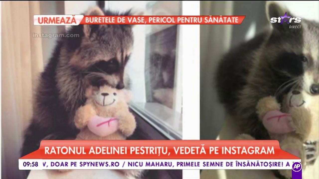 Ratonul Adelinei Pestrițu a devenit vedetă pe Instagram. 12 mii de oameni &icirc;i urmăresc zilnic postările