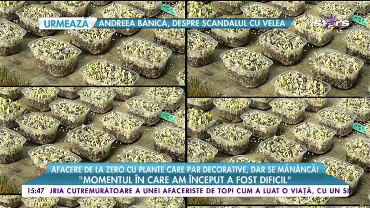 Un rom&acirc;n a dat lovitură cu o afacere unică: produce microplante