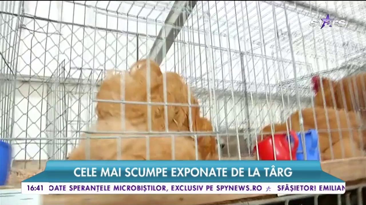 Cel mai important t&acirc;rg agricol din estul Europei. Evenimentul numărul 1 &icirc;n capitală