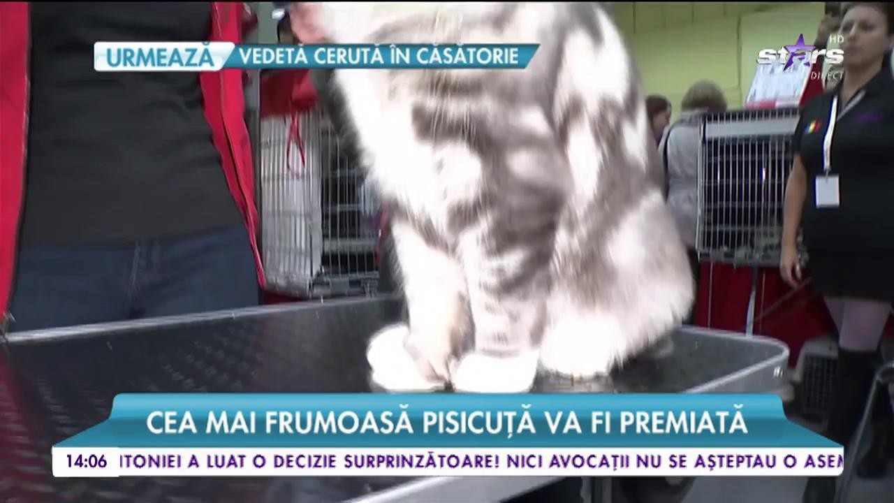 Expozitie internațională de feline. Vizitatorii pot admira peste 250 de specii de pisici din toate colțurile lumii