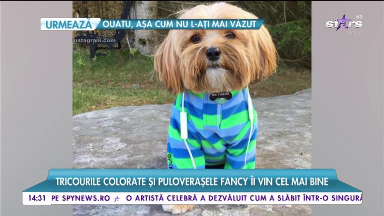 Tucker este cel mai fashionist căţel din lume