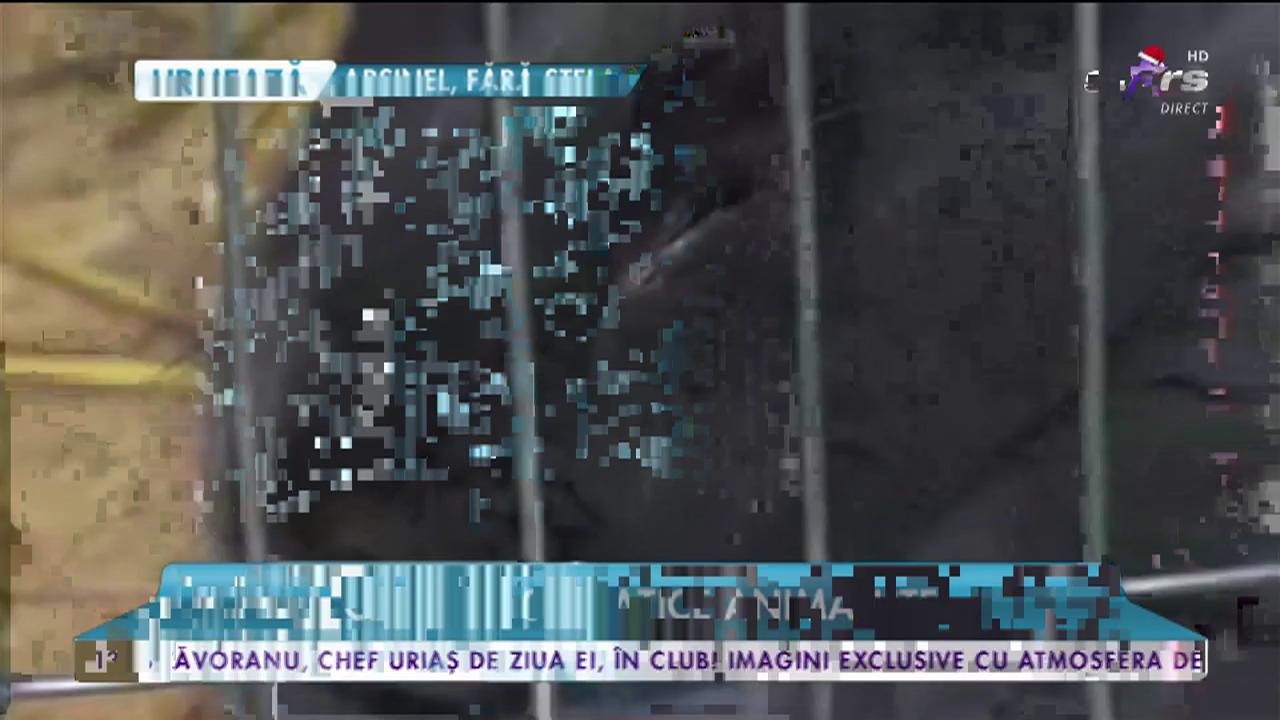 T&acirc;rg de pomină &icirc;n București! Cele mai fiţoase şi extravagante animăluţe