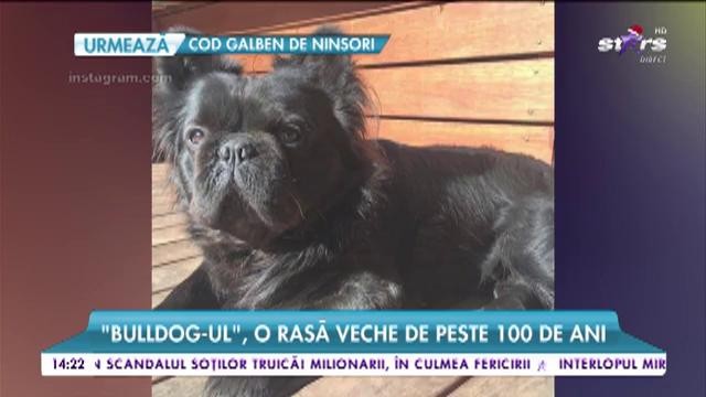 &bdquo;Bulldog-ul&rdquo;, o rasă veche de peste 100 de ani. Este un c&acirc;ine foarte inteligent, curajos și vesel