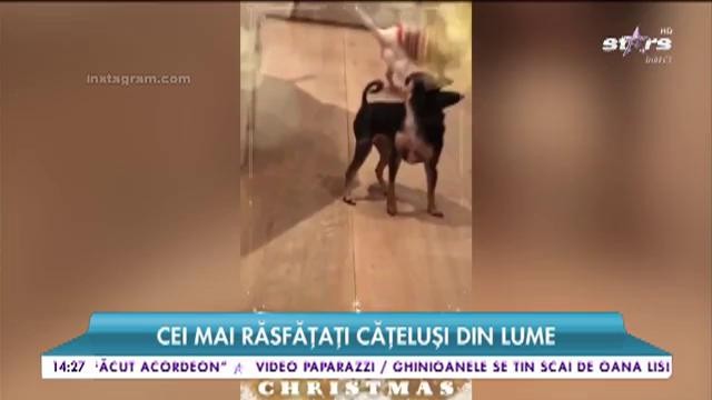 Cățelușii lui Paris Hilton, cei mai răsfățați patrupezi din lume