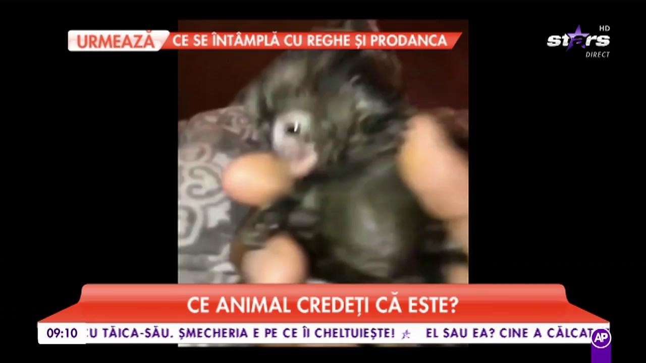 Matinalii au nevoie de ajutor. Ce animal credeți că este?