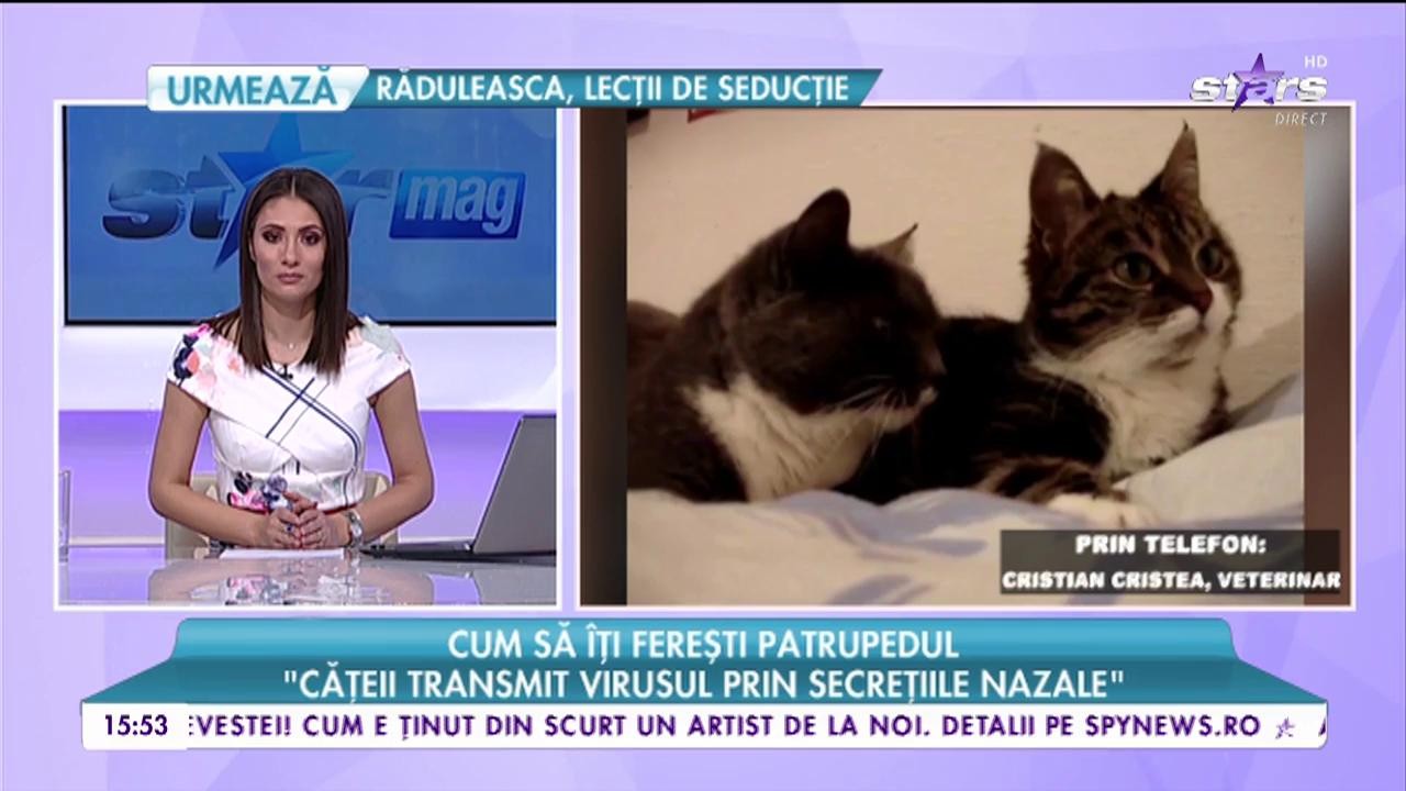 Gripa &icirc;ți poate ucide animalul de companie. Cum să &icirc;ți ferești patrupedul