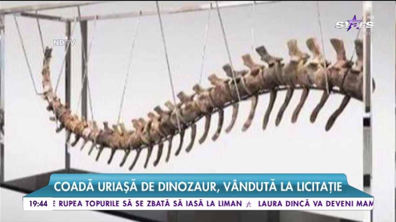 Coadă uriaşă de dinozaur, v&acirc;ndută la licitație