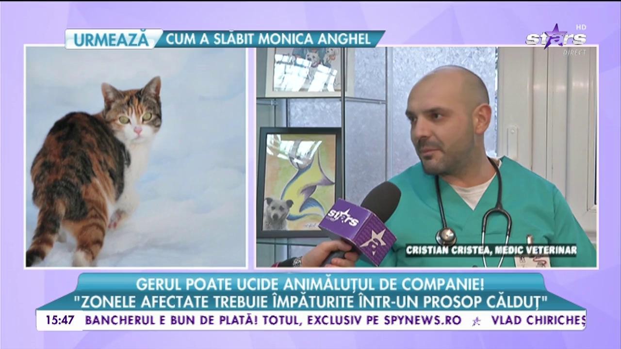 Gerul poate ucide animăluțul de companie!