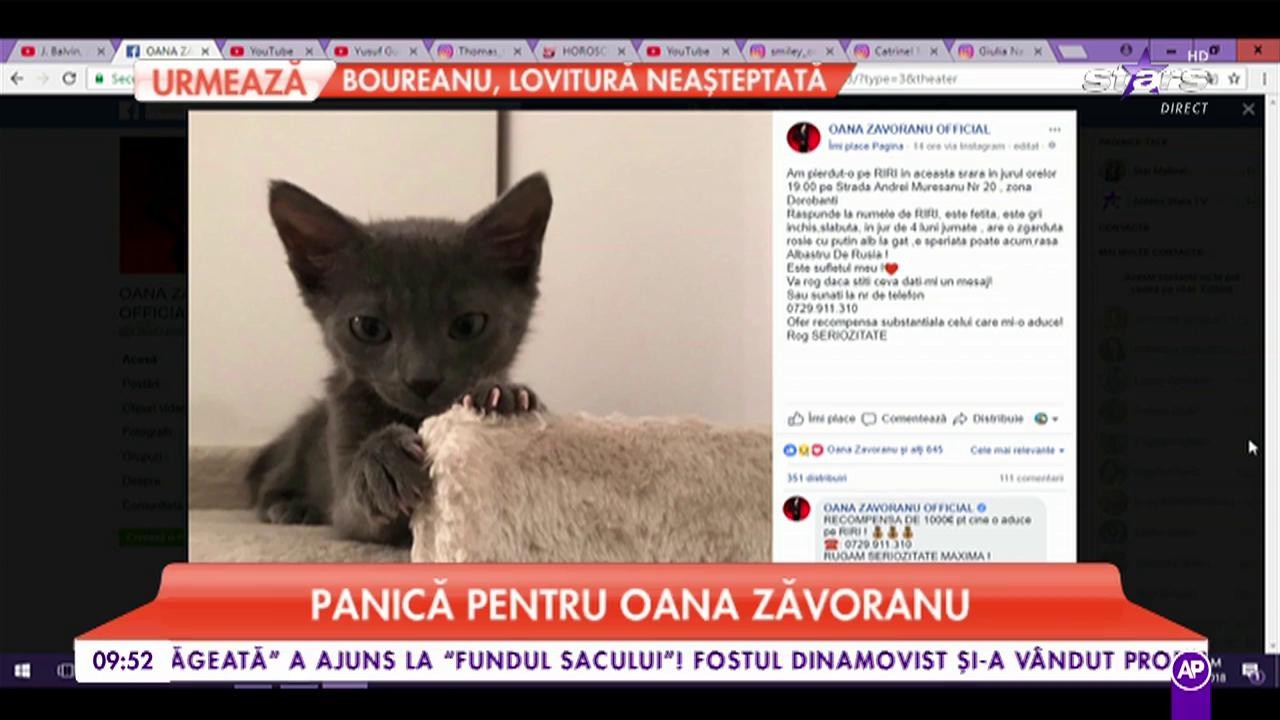 Panică pentru Oana Zăvoranu. Vedeta și-a pierdut pisica