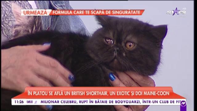 Expoziția Felină Internațională de Primăvară, în platoul matinalilor. Peste 250 de rase pot fi admirate