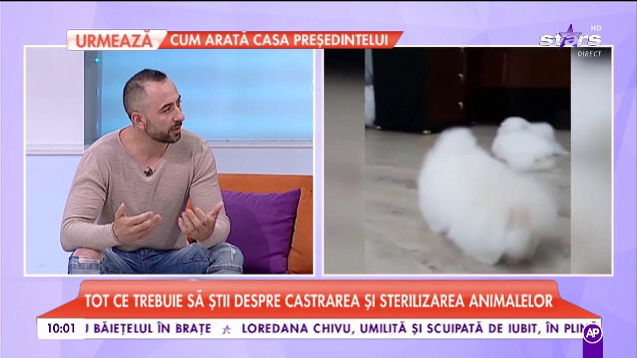 Tot ce trebuie să știi despre castrarea și sterilizarea animalelor: ”La femele se poate declanșa cancerul mamar”