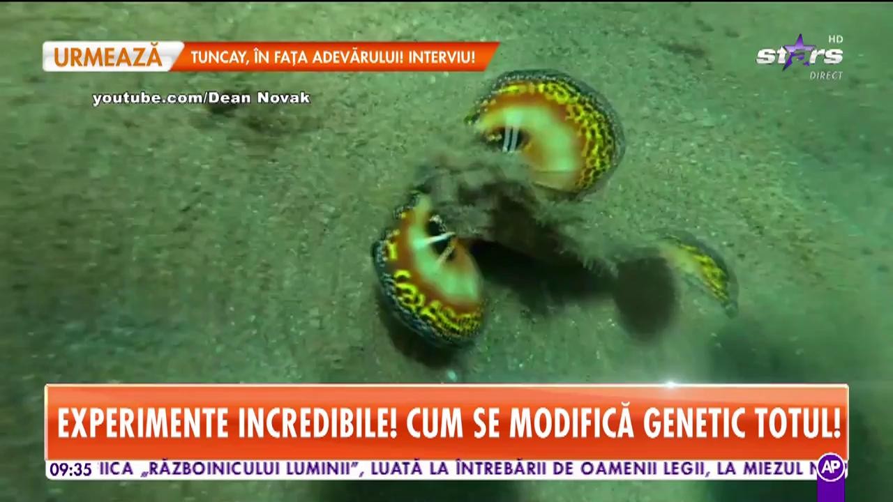Super-evoluţie umană. Oamenii care stau fără să respire și cinci ore pe zi