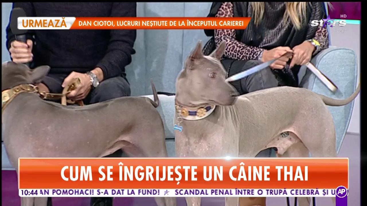 Ce trebuie să știi dacă vrei un c&acirc;ine din rasa Thai: "Se nasc cu o frică instinctivă de oameni"