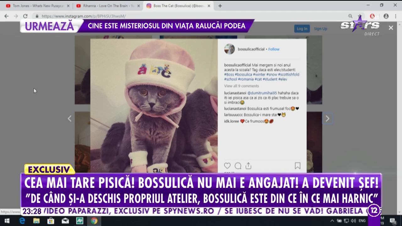 Singura pisică angajată a devenit şef. Bossulică a avansat &icirc;n carieră