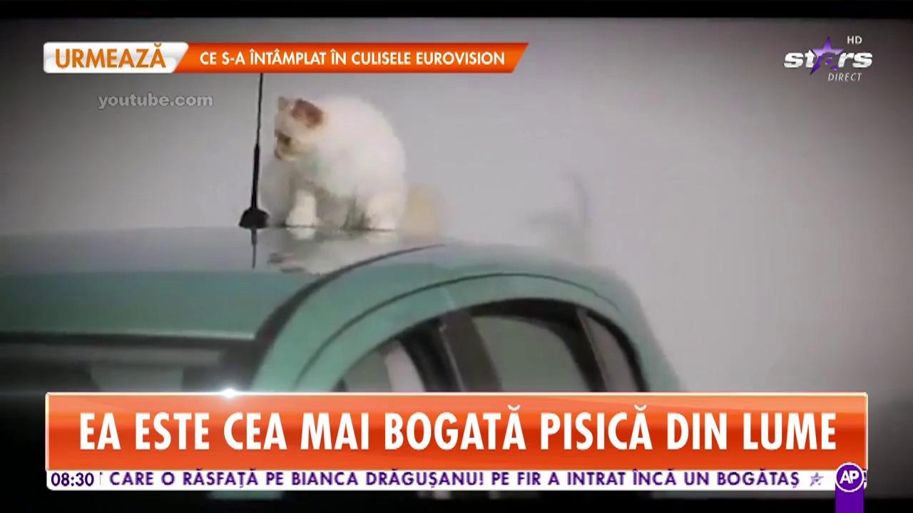 Decizie neaşteptată &icirc;n testamentul lui Karl Lagerfeld. Choupette este moştenitoarea averii de peste 250 de milioane de dolari