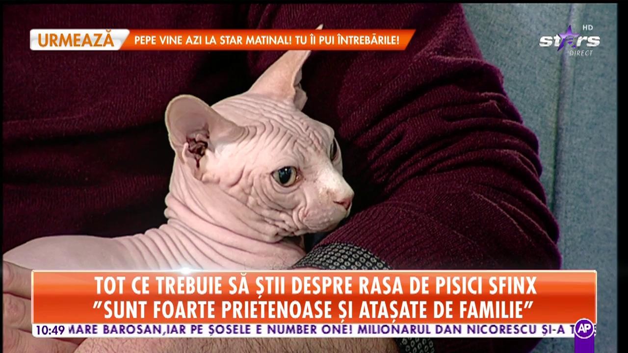 Tot ce trebuie să știi despre rasa de pisici Sfinx: "Sunt foarte prietenoase și atașate de familie"