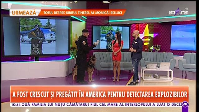 Un labrador din SUA a fost donat pentru Jandarmeria Rom&acirc;nă
