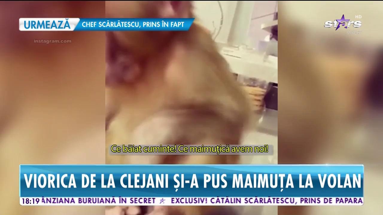 Clejanii șochează. Și-au luat drept animal de companie o maimuțică!
