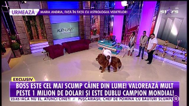 C&acirc;inele care valorează mult peste un milion: Are 69 de titluri și niciun loc doi