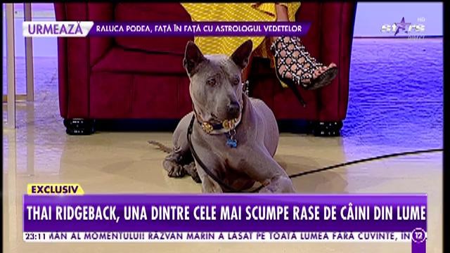 Thai Ridgeback, una dintre cele mai scumpe rase de c&acirc;ini din lume