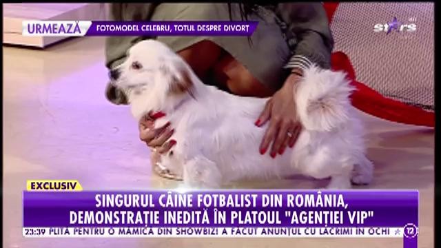 Agentia VIP. Oscar, singurul c&acirc;ine fotbalist din Rom&acirc;nia. Mariana Calfa: Știe engleza și germana de c&acirc;nd avea o săptăm&acirc;nă!