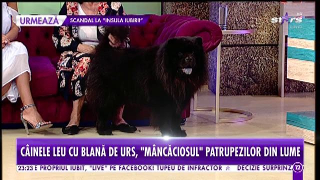 C&acirc;inele Leu cu blană de urs, mancaciosul patrupezilor din lume: Aron este periat &icirc;n fiecare zi timp de 15 minute