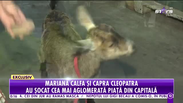 Show total &icirc;n centrul Bucureştiului! Maria Calfa, la piață cu o capră &icirc;n lesă!