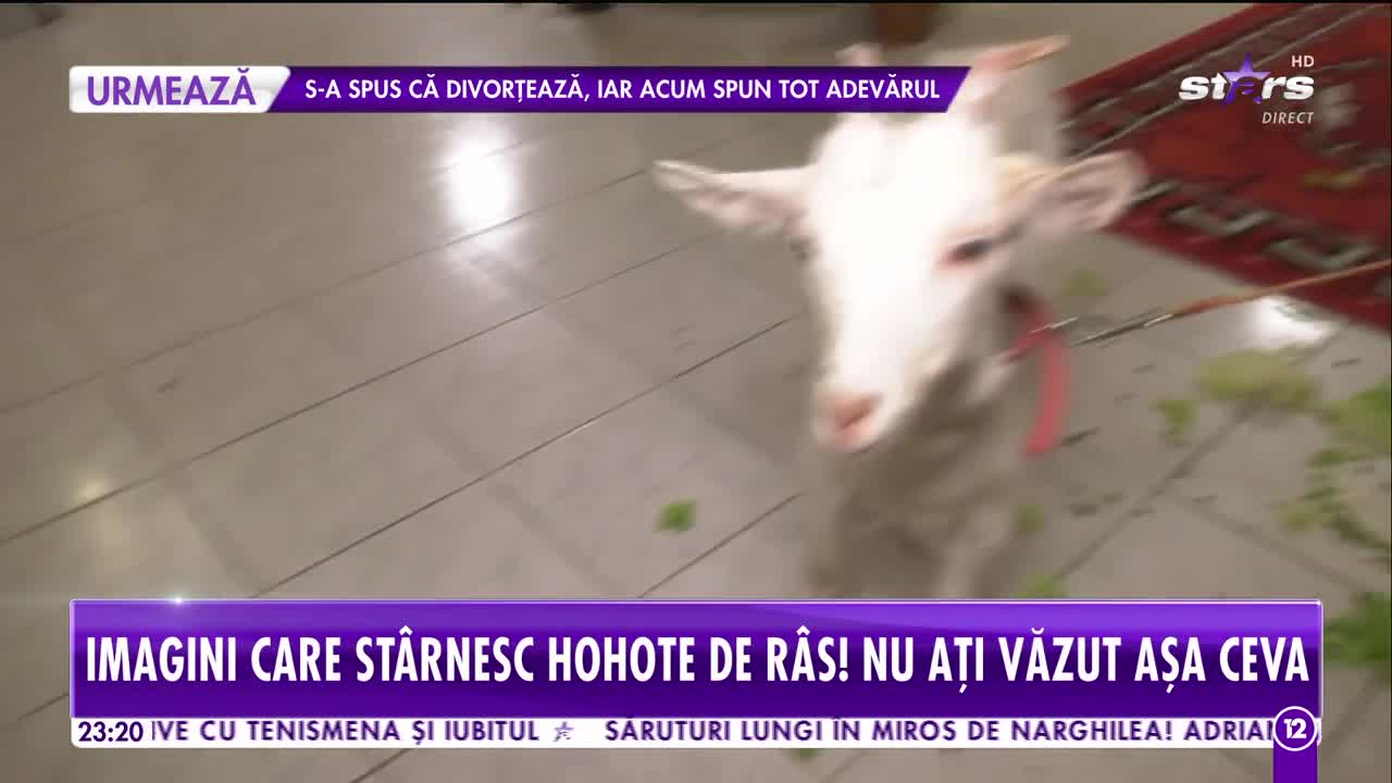Agenția Vip. Mariana Calfa, show cu capre, găini și rațe. C&acirc;te animale are &icirc;n casă vedeta