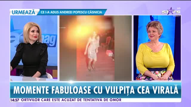Star News. Momente fabuloase cu Vulpița cea virală! Cum a ajuns să o știe milioane de oameni &icirc;n c&acirc;teva săptăm&acirc;ni