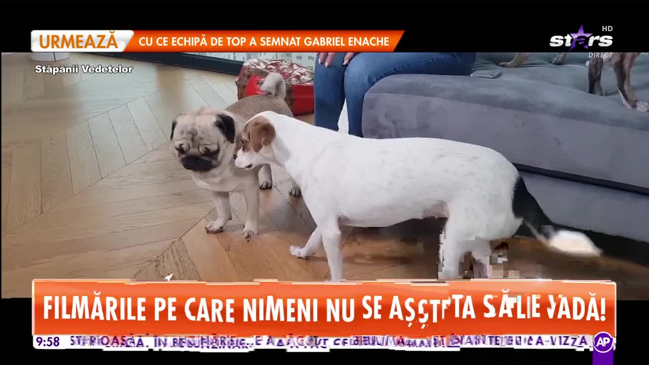 Ruby ține nouă c&acirc;ini &icirc;n aparatmentul ei de lux! Nu &icirc;şi fac nevoile afară!