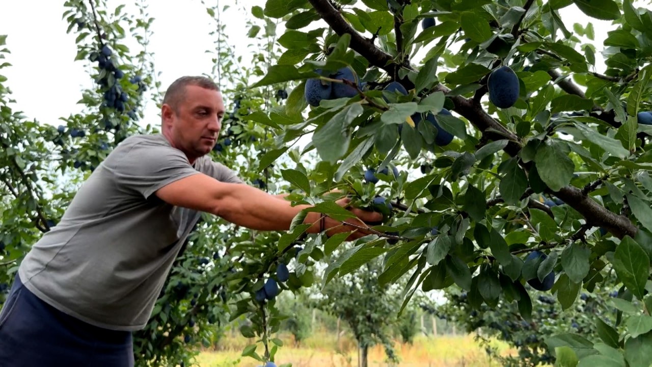 Soluţia găsită de fermieri, după ce oamenii refuză 300 de lei pe zi ...
