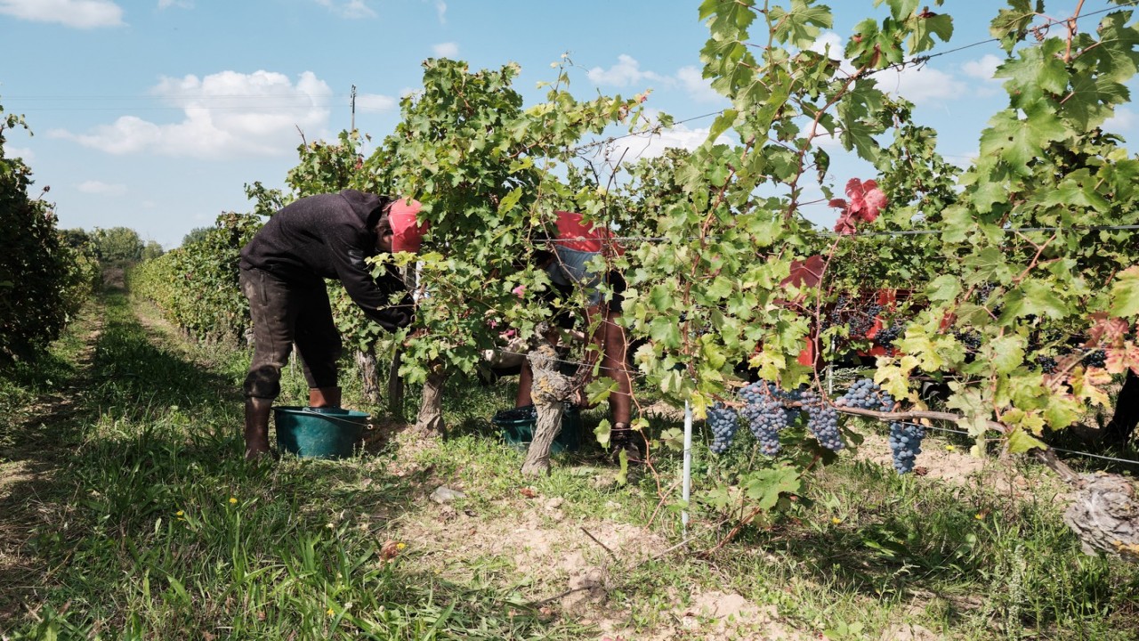 Probleme în Franța: nu se mai bea vin ca pe vremuri. Defrișări masive în zonele viticole tradiționale