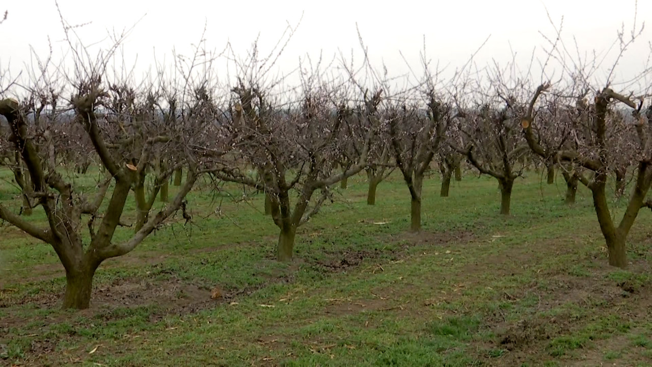 "A îngheţat caisul". Dezastru pentru recolta de primăvară, după schimările de vreme din primele luni