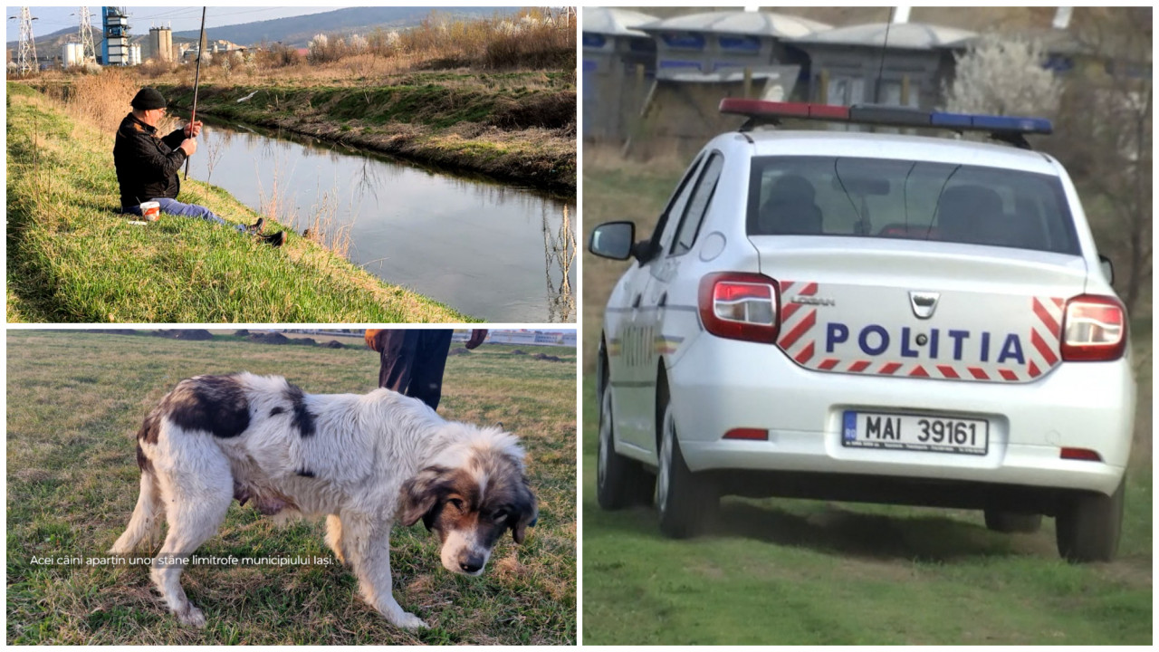 Copil de 13 ani atacat de câini, salvat prin curaj