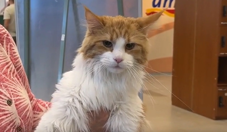 Parada frumuseții feline, la Suceava. Peste 120 de pisici din toată Europa s-au lăsat admirate şi fotografiate de vizitatori