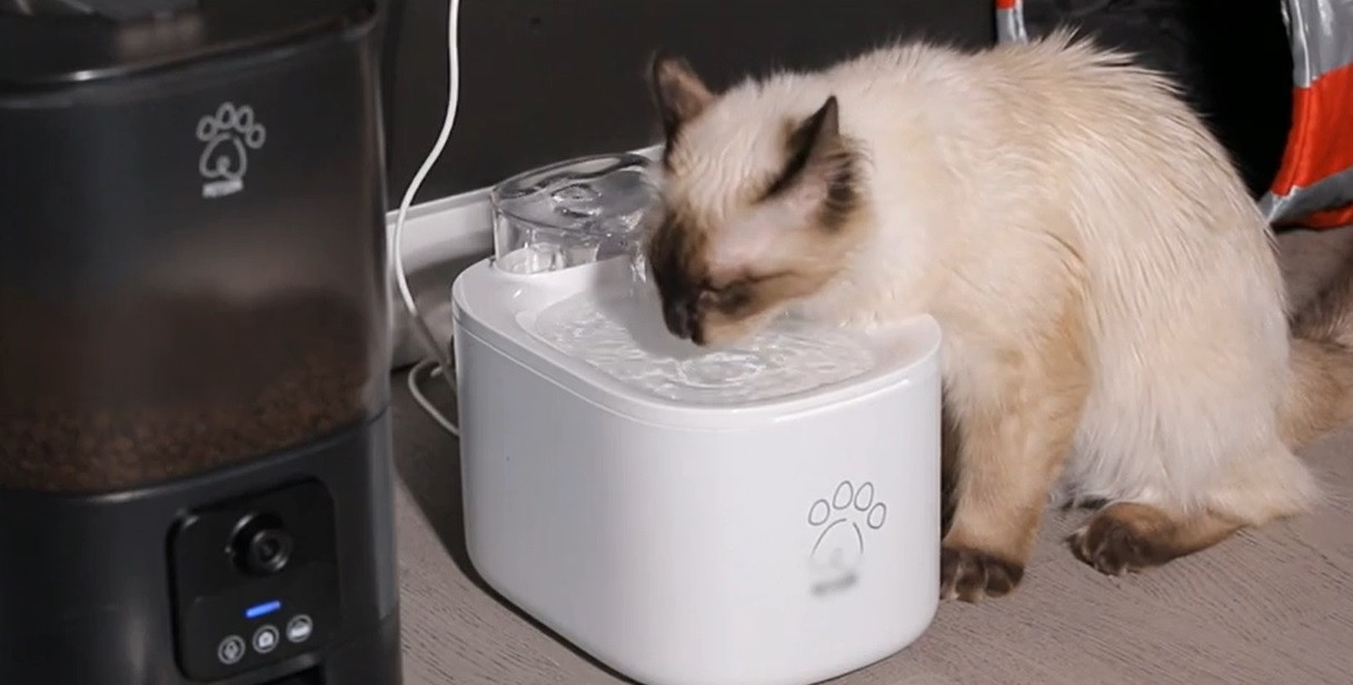 Gadgeturi pentru siguranţa animalelor. Cum îi ajută tehnologia pe stăpâni să-și protejeze prietenii blănoşi