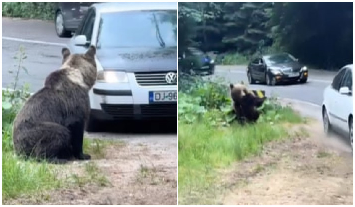 Un urs "evită" în ultima clipă să fie călcat de maşină, în Argeş. Imaginile care au revoltat Internetul